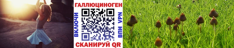 Купить  Усть-Илимск  Псилоцибиновые грибы Psilocybine cubensis 